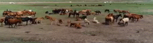 Une harde de chevaux