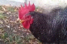 Une capture montrant un poulet noir