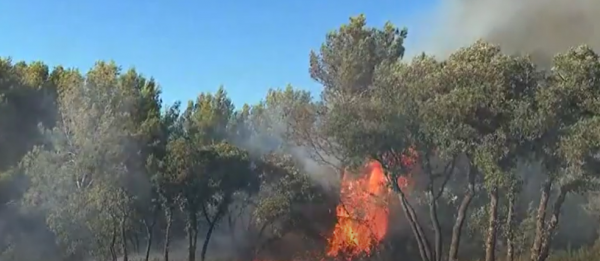 Un feu de forêt