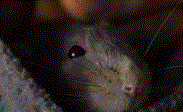 Un rat