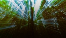 vidéo d’actualité contre la déforestation,